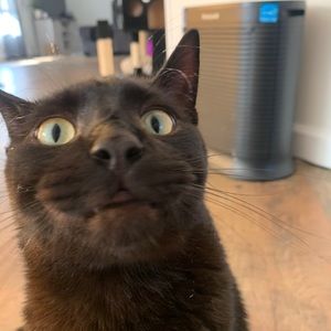 Meet your Posher, Shawnee